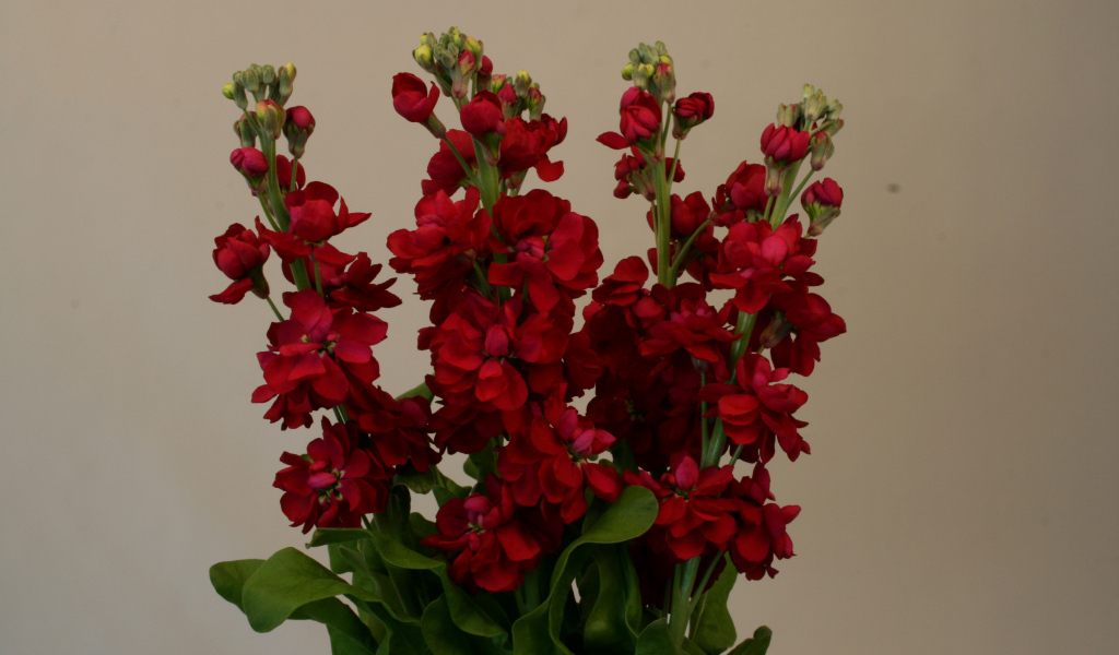 Бордовый красивый букет цветов левкой