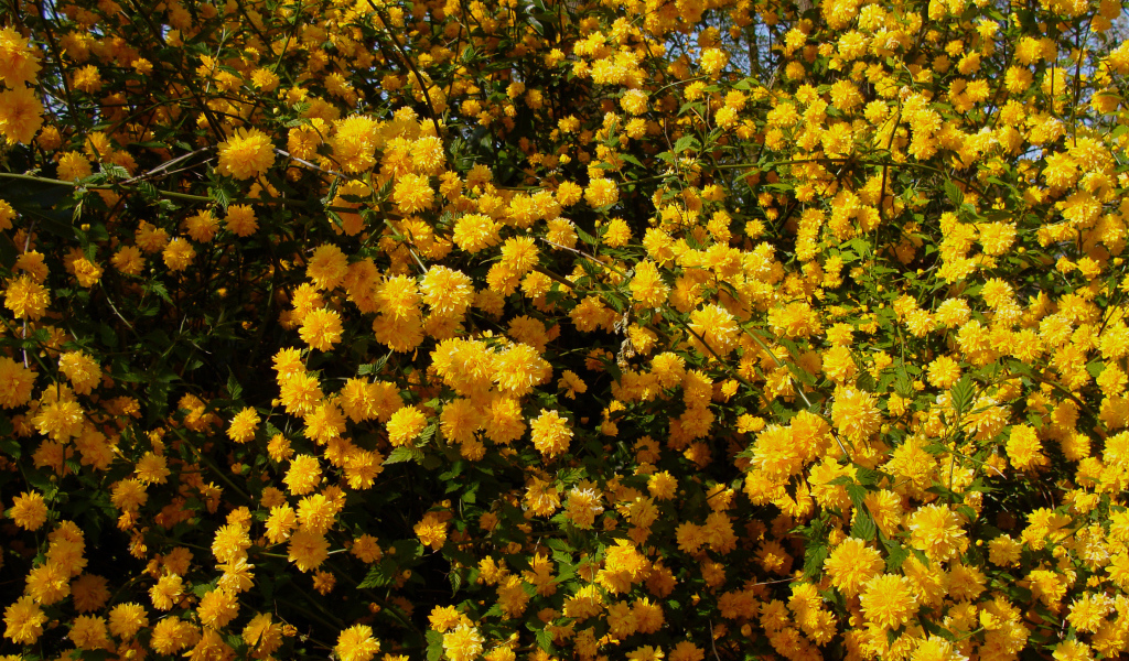 Куст с красивыми желтыми цветы 