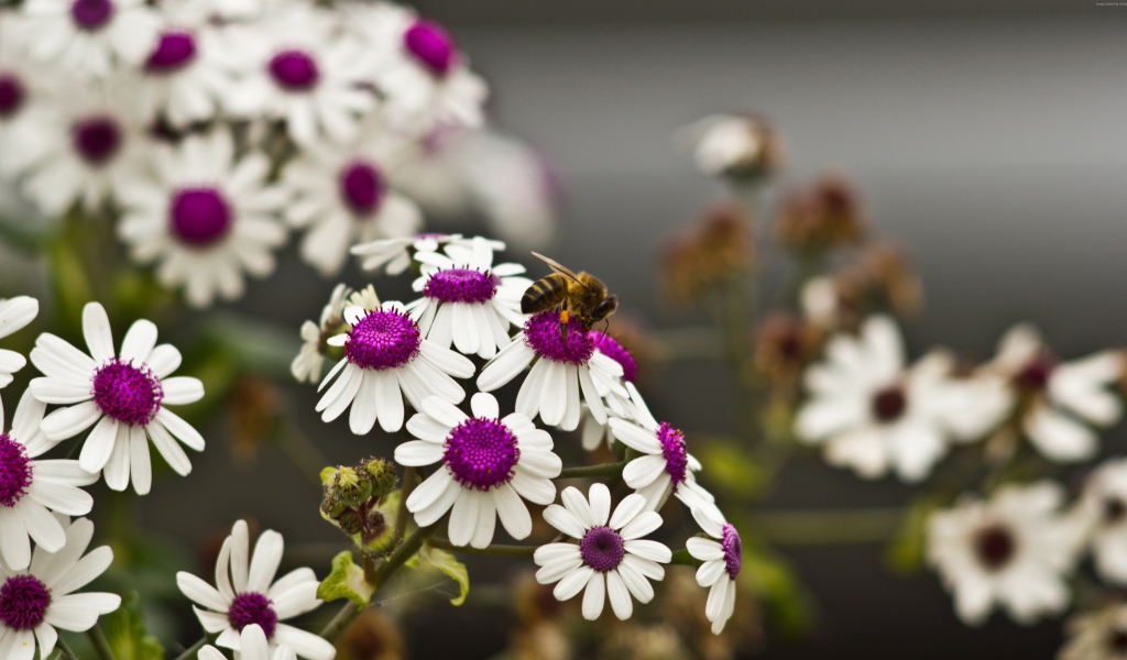 Ромашки с белыми лепестками и сиреневой серединкой 