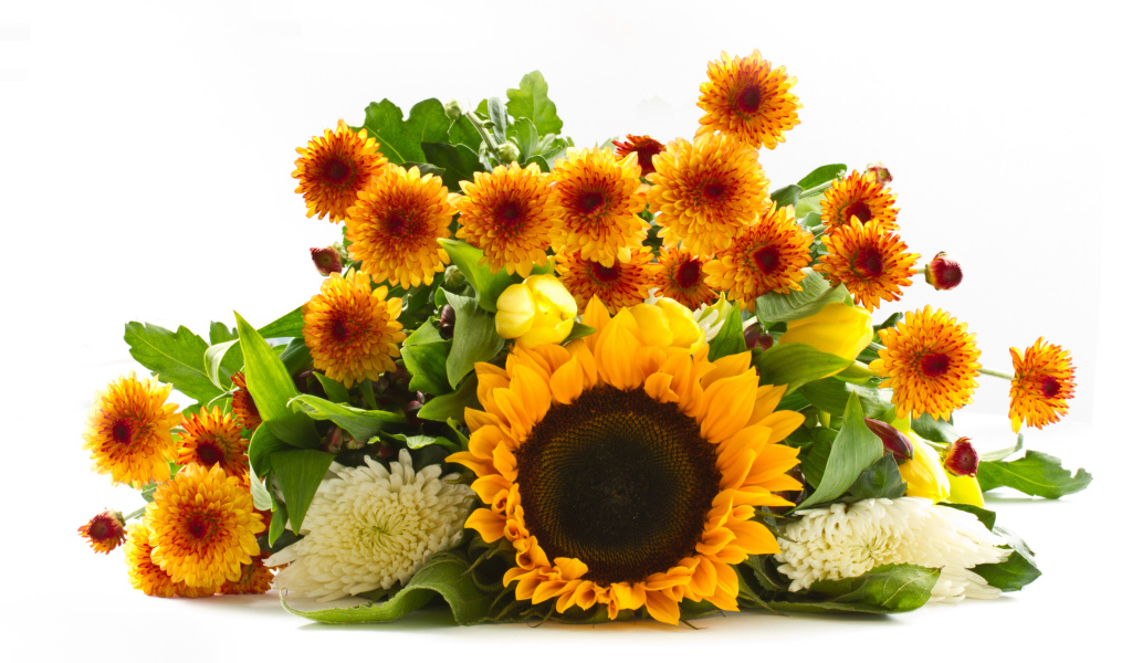 Хризантемы и цветок подсолнуха на белом фоне 