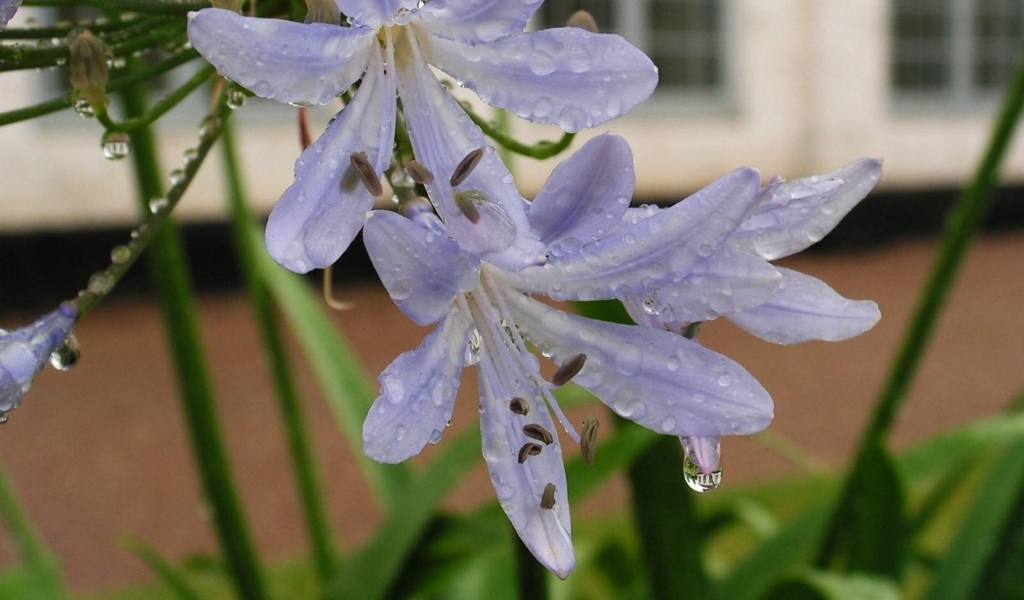 Нежные цветы агапантус в свежих каплях росы