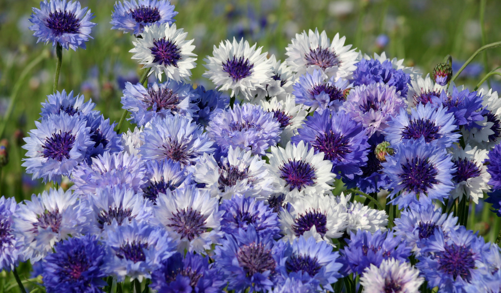 Нежные голубые полевые васильки крупным планом