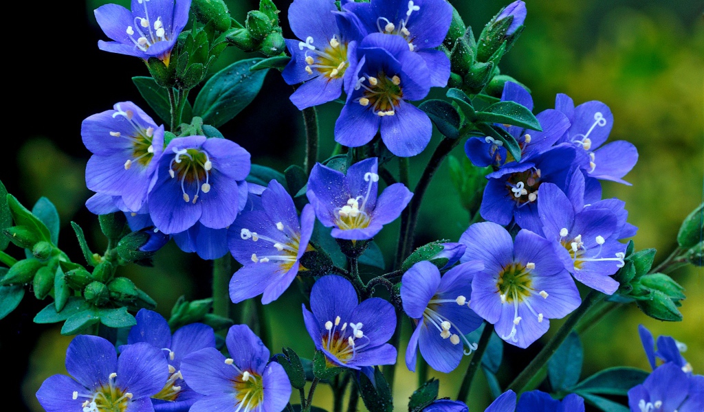 Нежные синие мелкие цветы незабудки 