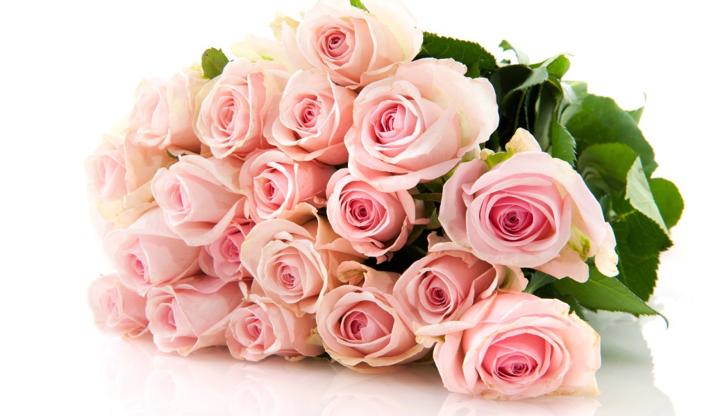 Нежный букет красивых розовых роз на белом фоне