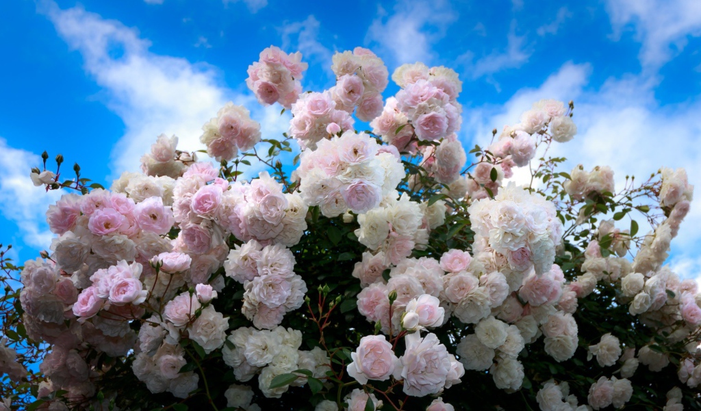 Нежный куст розовых роз на фоне голубого неба 