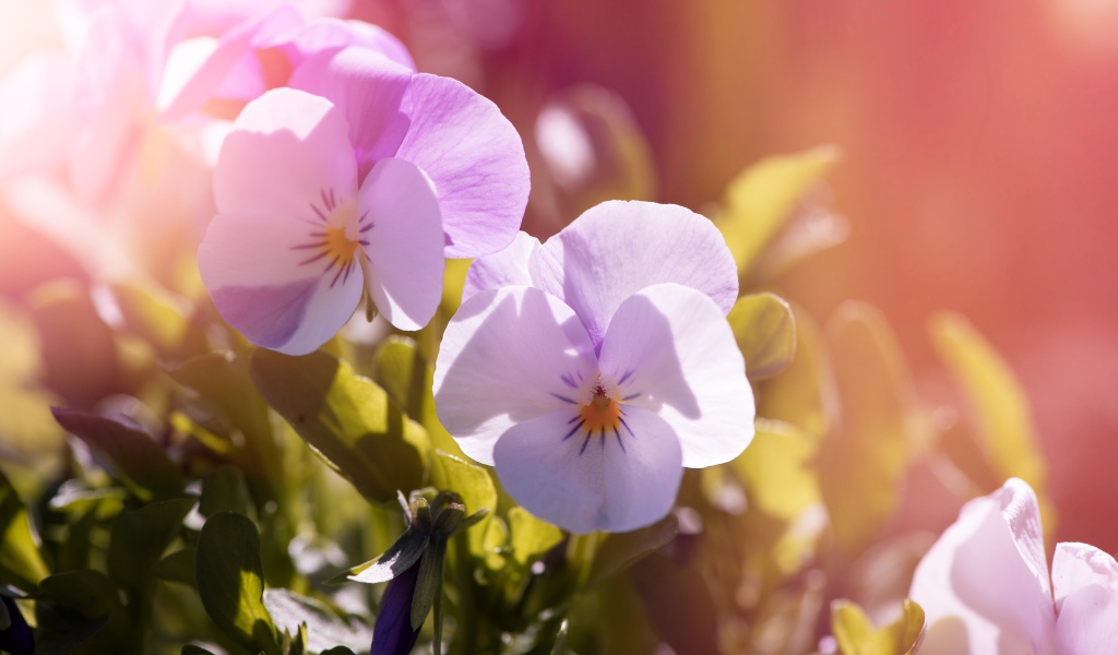 Нежные цветы Анютины глазки в лучах солнца