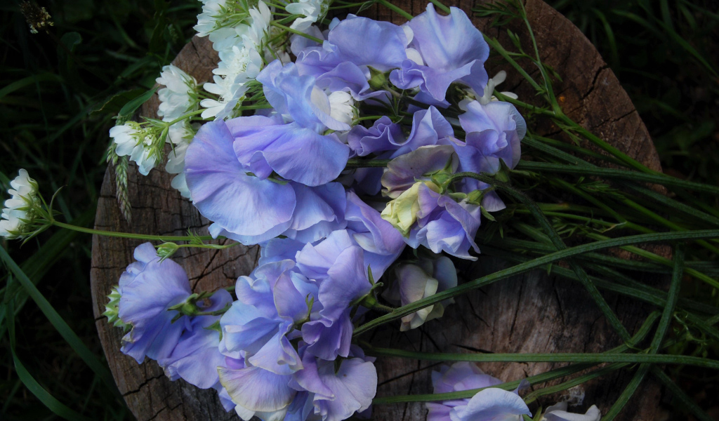 Нежные цветы душистый горошек на пне 