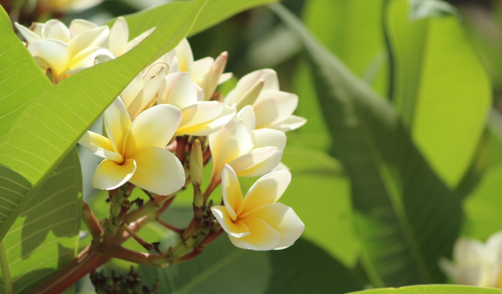 Нежные цветы тропического дерева плюмерия 