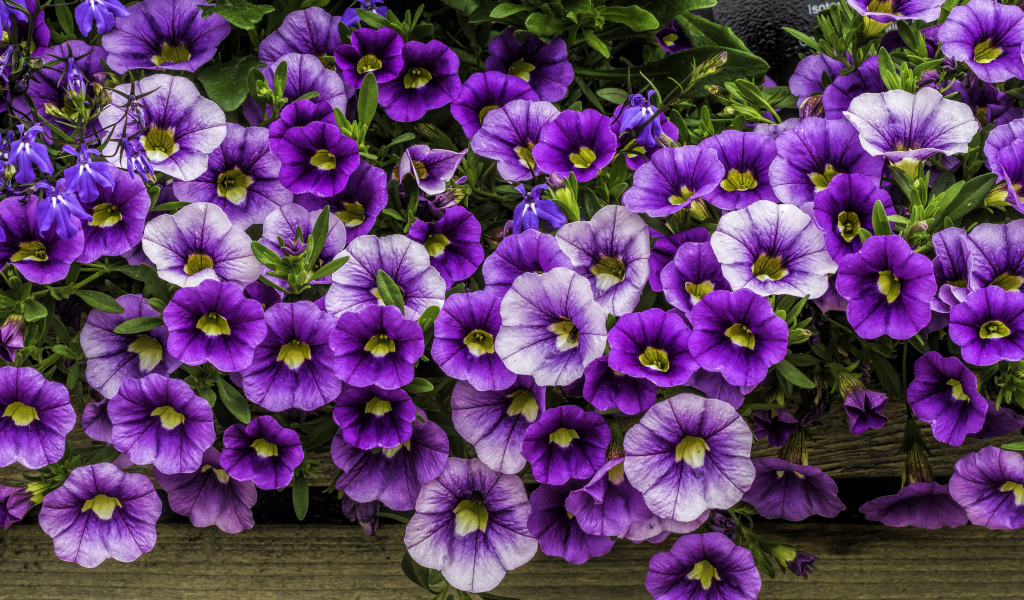 Нежные сиреневые садовые цветы петуния