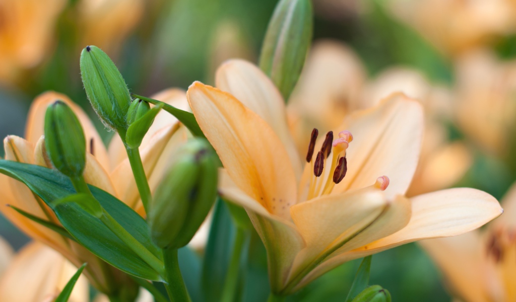 Нежные лилии с бутонами крупным планом