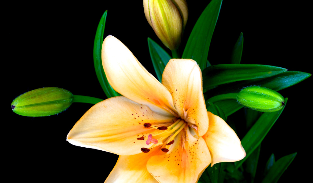 Нежные лилии с бутонами на черном фоне крупным планом