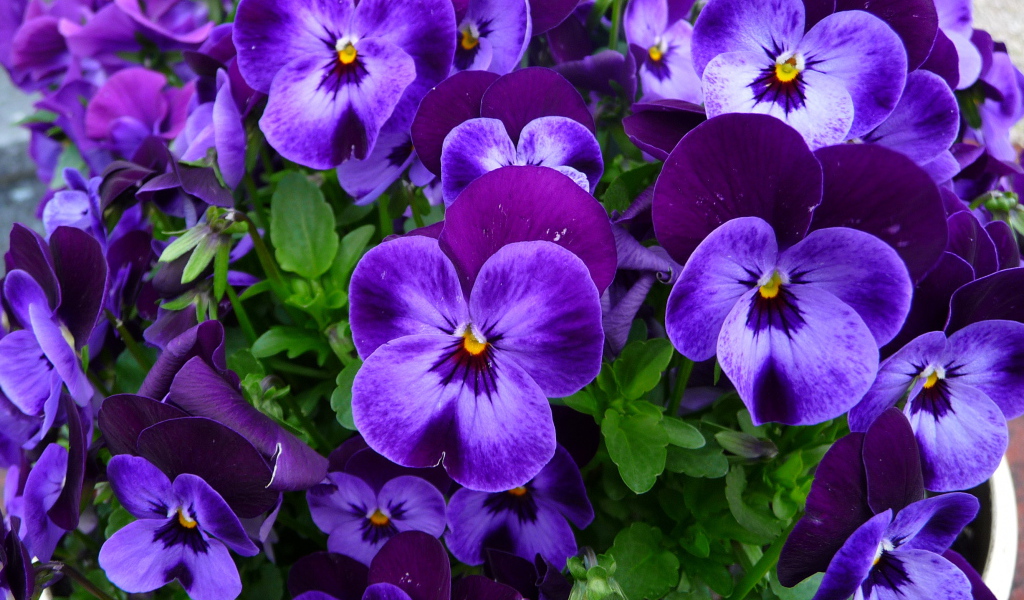 Нежные маленькие фиолетовые цветы анютины глазки