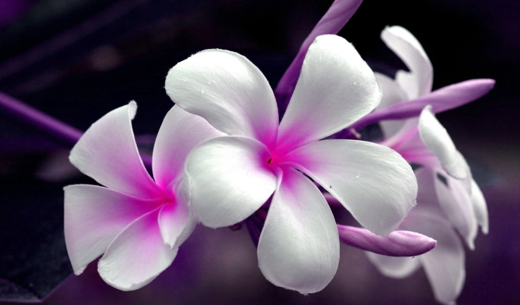 Нежные розово- белые цветы Плюмерия 