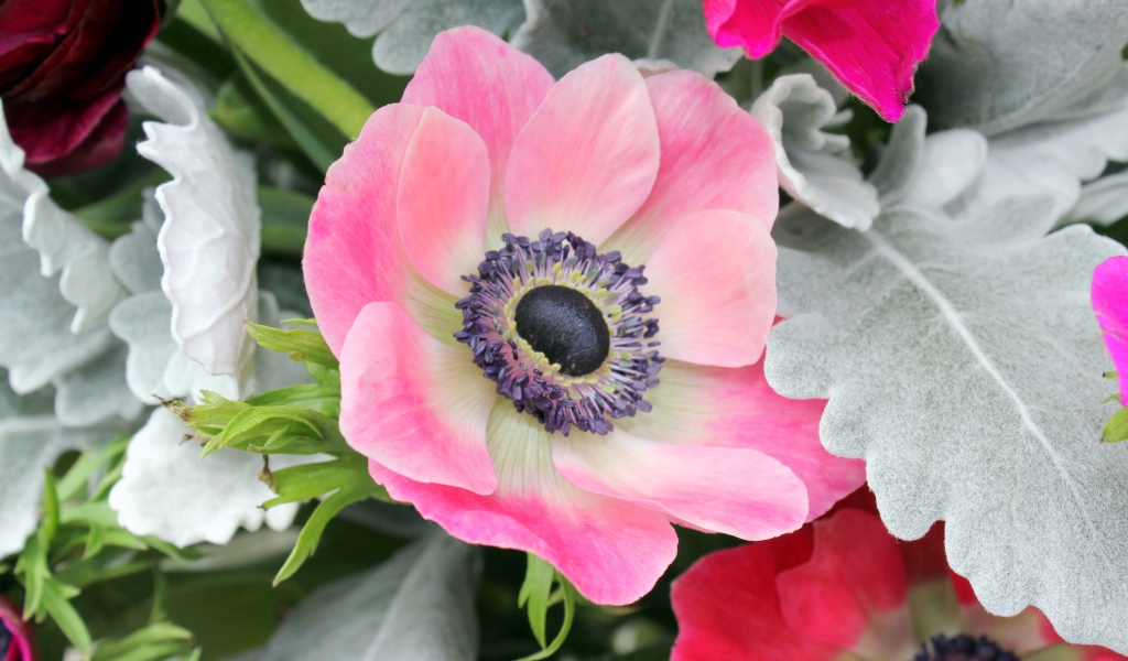 Нежная розовая анемона крупным планом