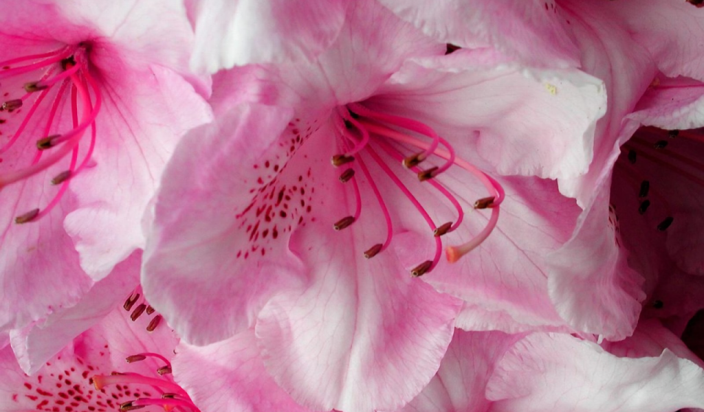 Нежные розовые цветущие цветы 