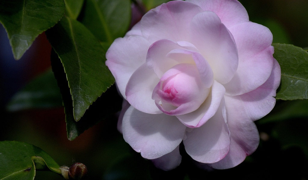 Нежный розовый цветок камелия крупным планом