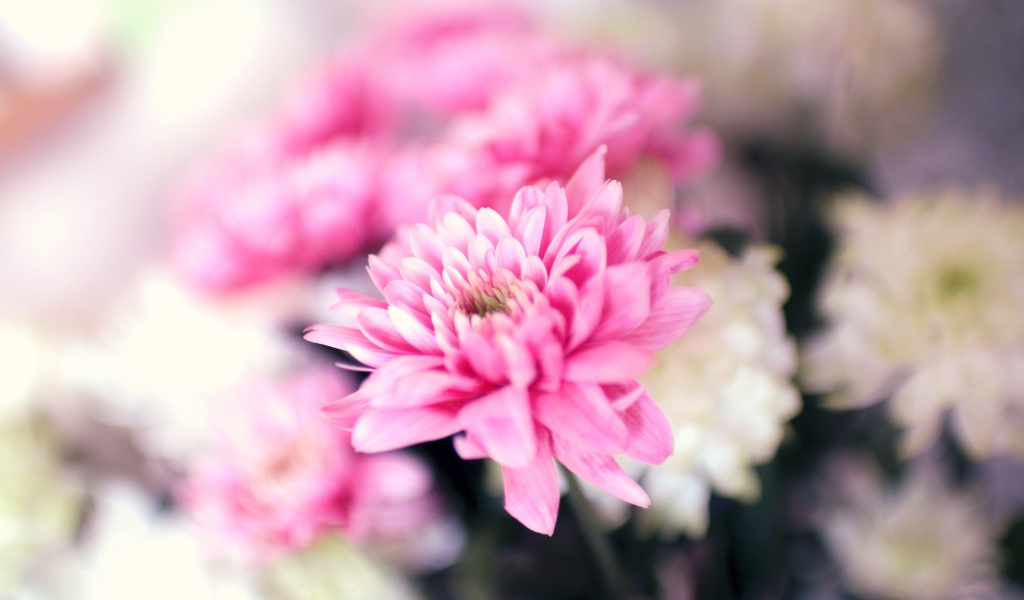 Нежный розовый цветок хризантемы крупным планом