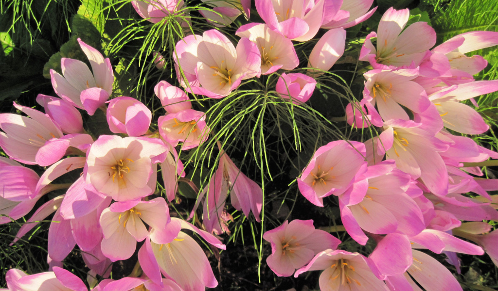 Нежные розовые крокусы крупным планом