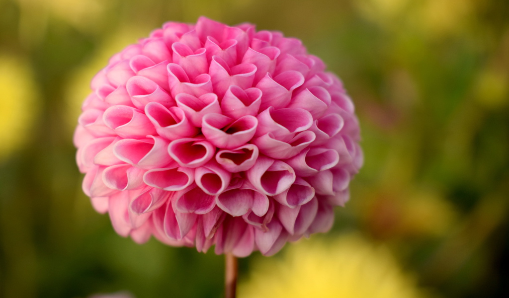 Нежная розовая георгина крупным планом 