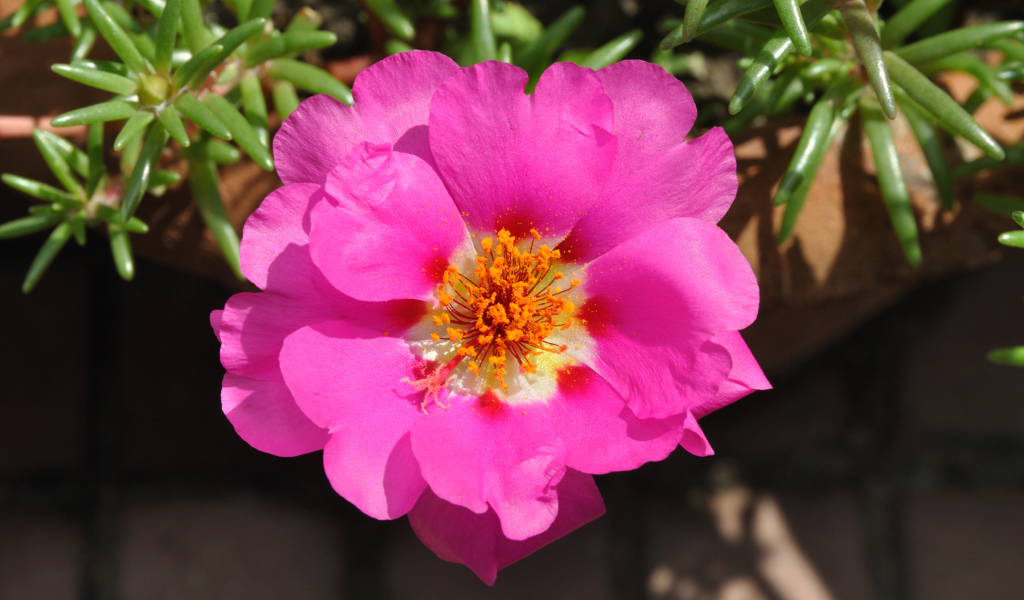 Нежный розовый цветок портулак вблизи