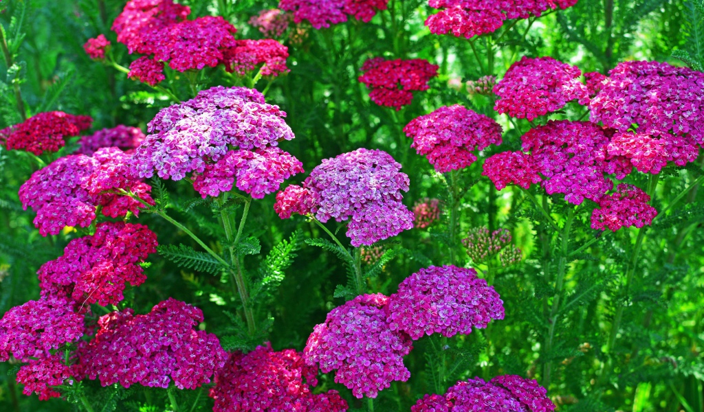 Нежные розовые цветы вербена