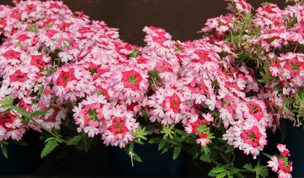 Нежные розовые цветы вербена крупным планом