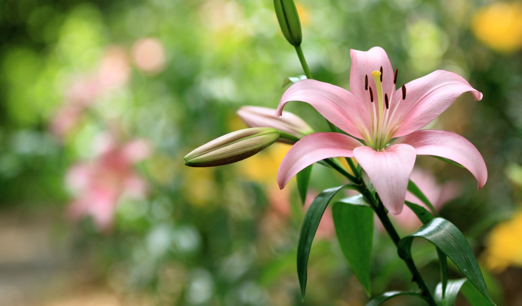 Нежная розовая лилия с бутонами