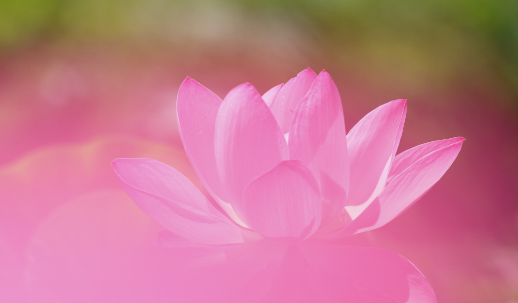 Нежный розовый цветок лотоса крупным планом