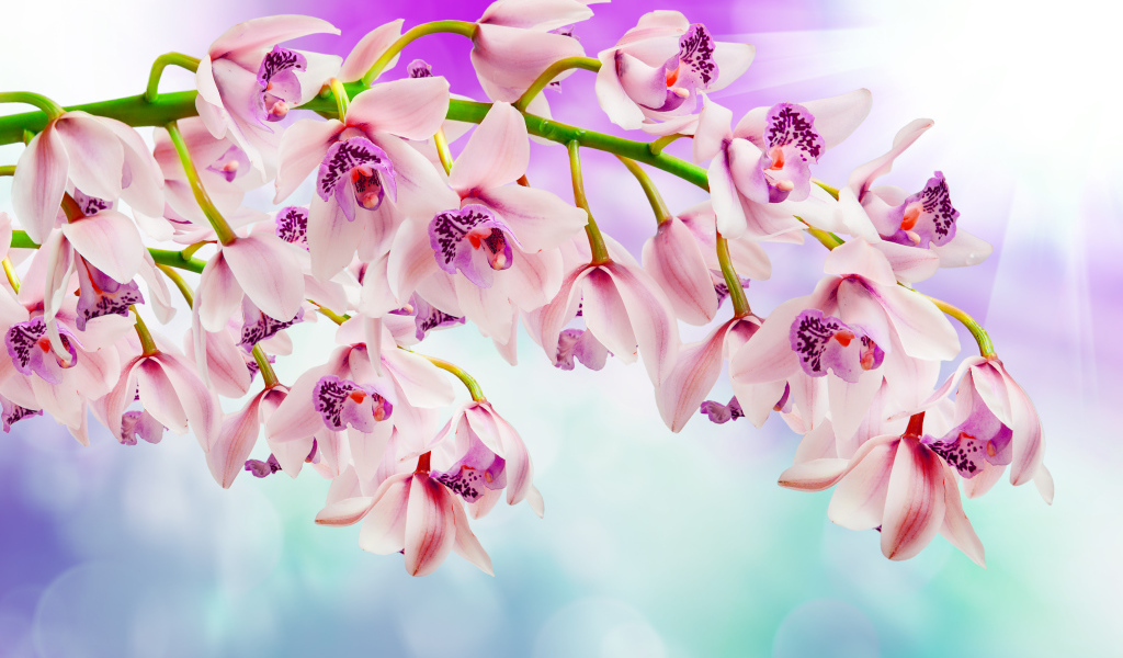 Нежные розовые орхидеи 