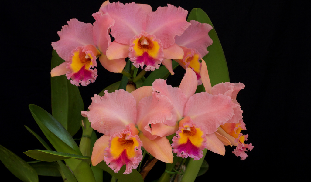 Нежные розовые орхидеи крупным планом на черном фоне