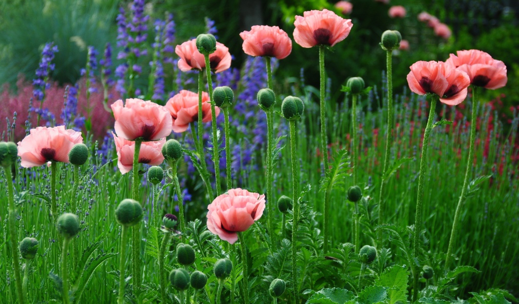 Нежные розовые маки в поле 