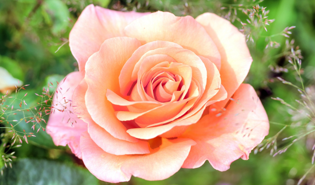 Нежная розовая роза крупным планом 