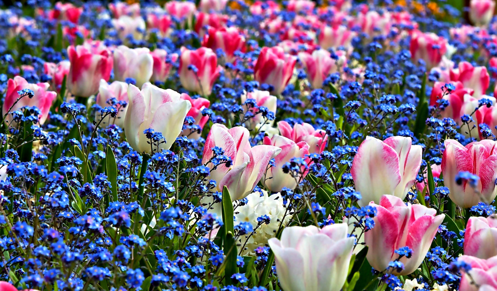 Нежные розовые тюльпаны среди голубых цветов 