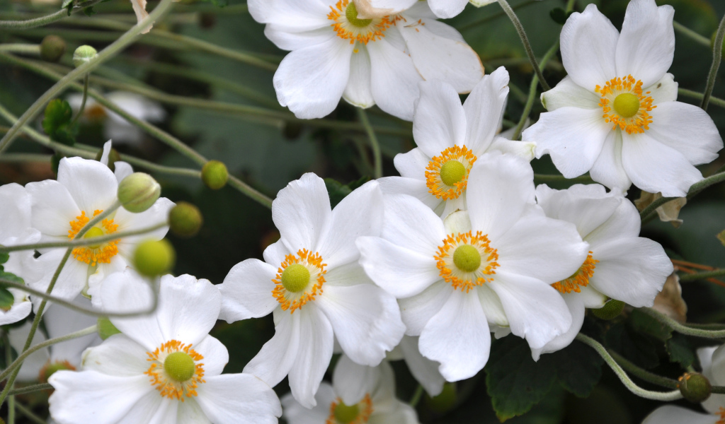 Нежные белые цветы анемоны вблизи