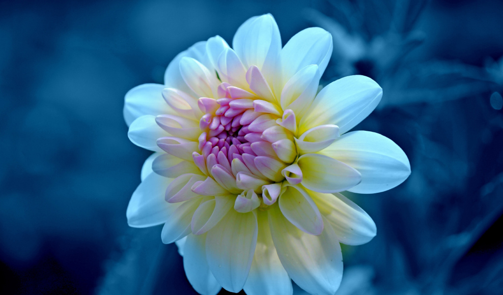 Нежная белая георгина с сиреневой серединкой крупным  планом