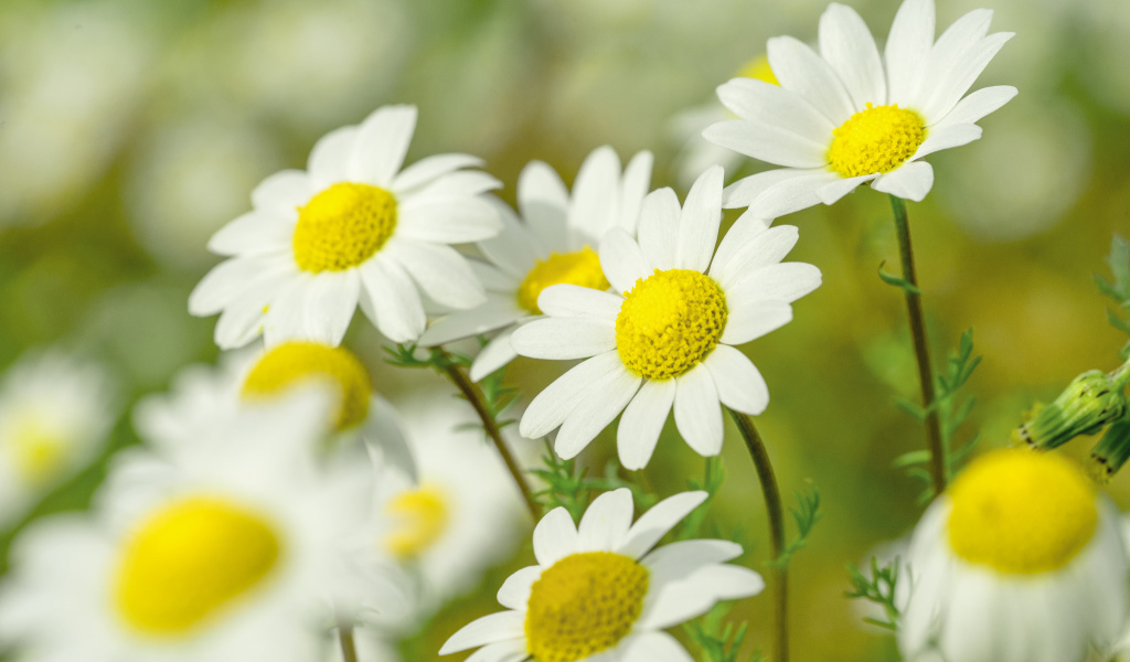 Нежные белые ромашки с желтой серединкой 