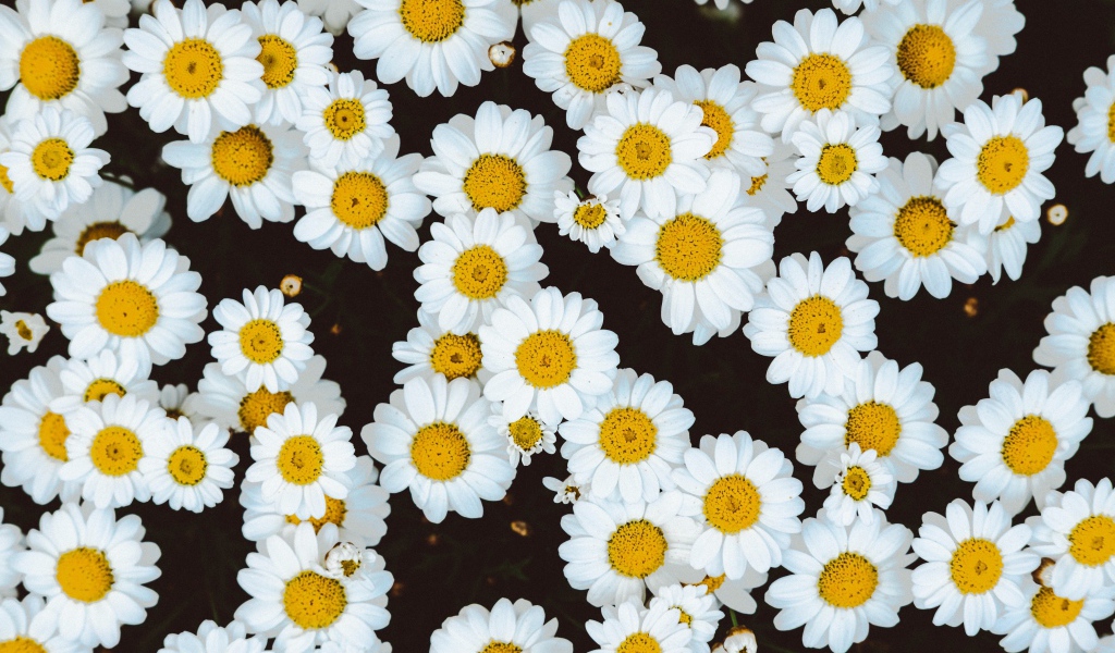 Нежные белые цветы ромашки крупным планом