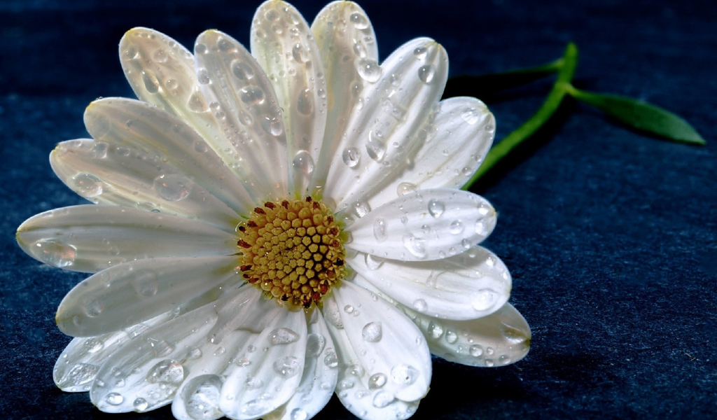 Нежная белая ромашка в капельках росы на синем фоне