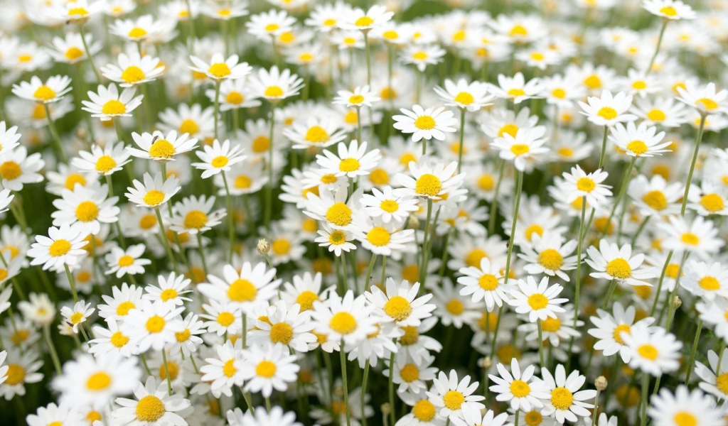 Нежные белые полевые ромашки 
