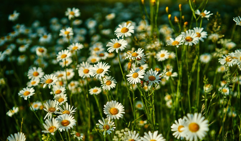 Нежные белые полевые ромашки в лучах солнца
