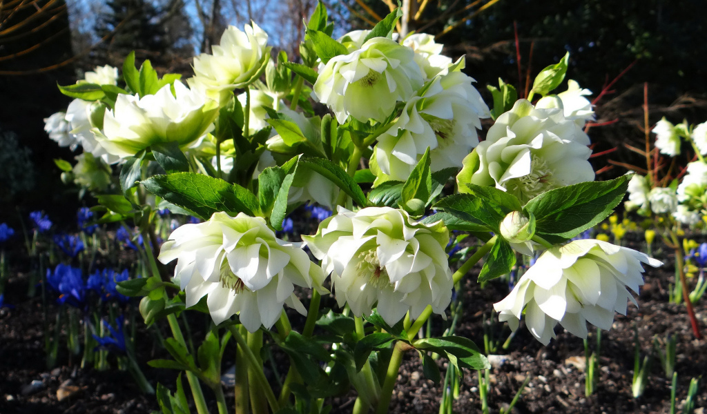 Нежный белый цветок морозник крупным планом