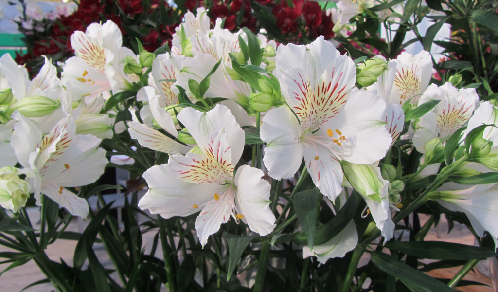 Нежные белые цветы Альстромерия  