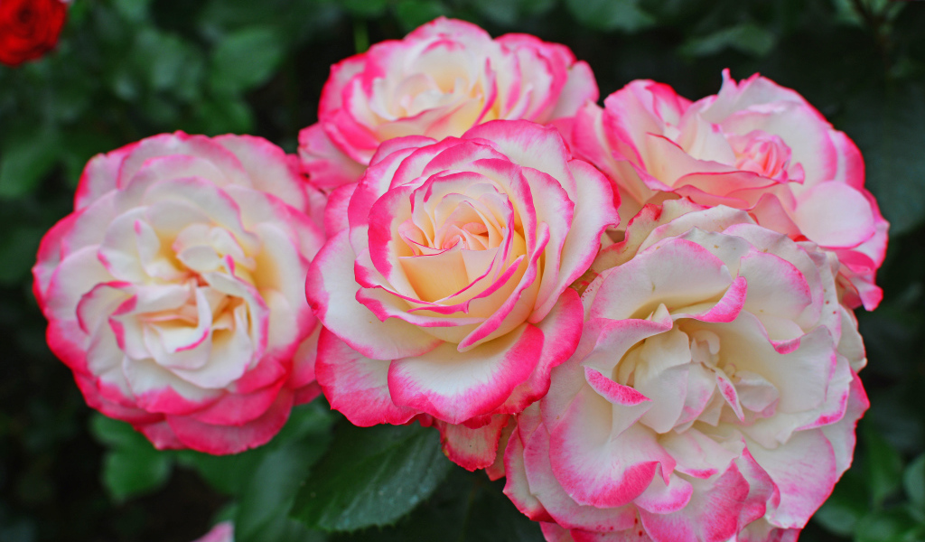 Нежные белые садовые розы с розовыми краями