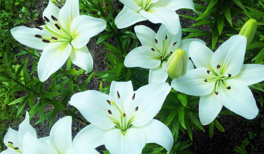 Нежные белые лилии на клумбе крупным планом