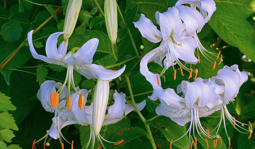 Нежные белые цветы лилии крупным планом