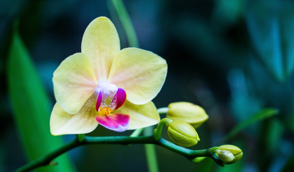 Нежная желтая цветущая орхидея 