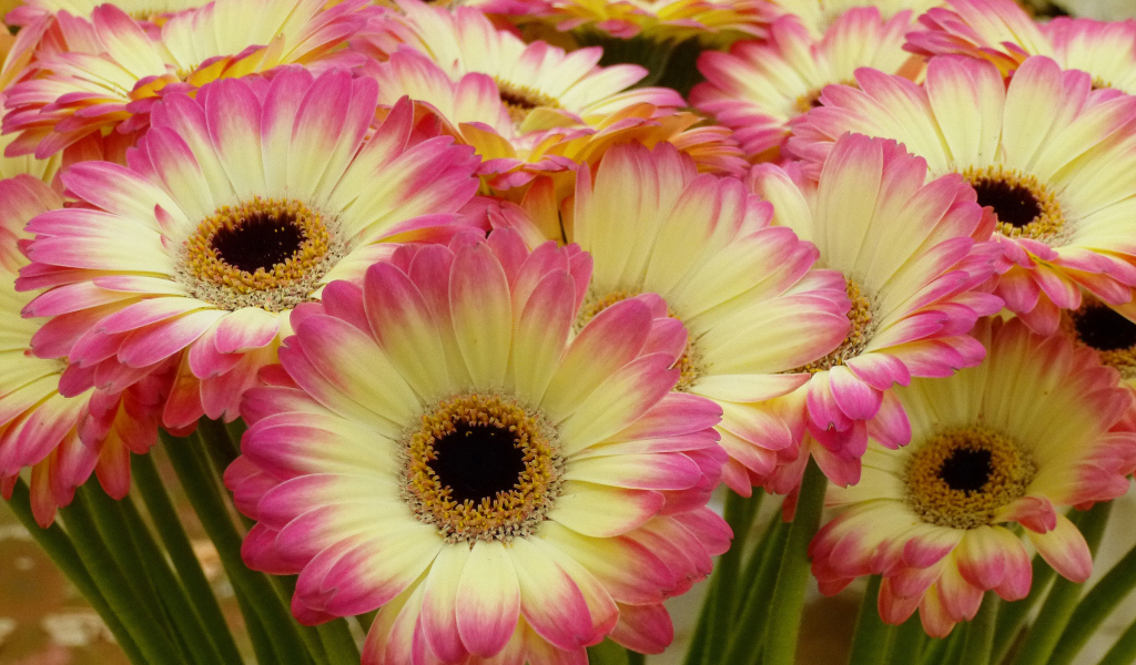 Нежные желтые герберы с розовыми лепестками