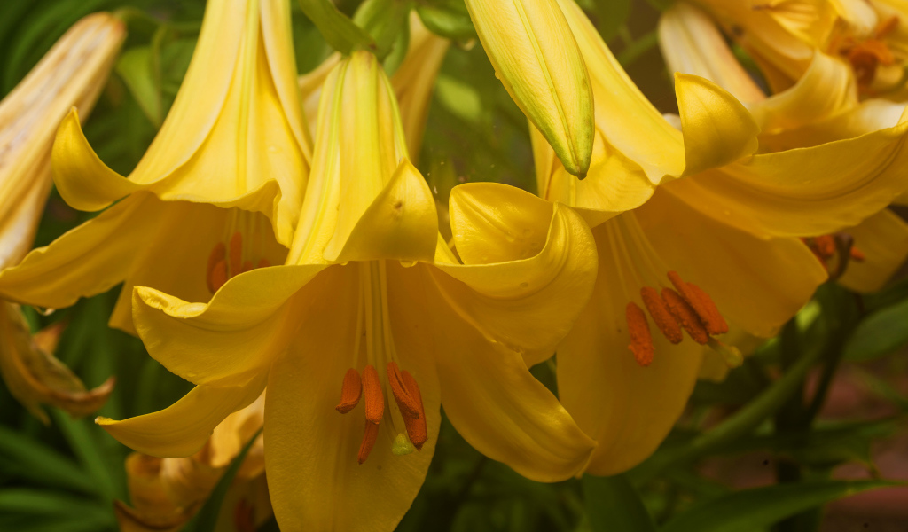 Нежные желтые лилии крупным планом