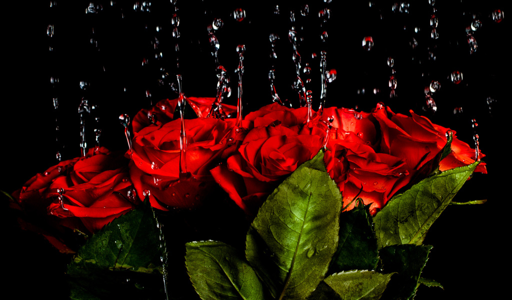 Капли воды стекают на красные розы на черном фоне