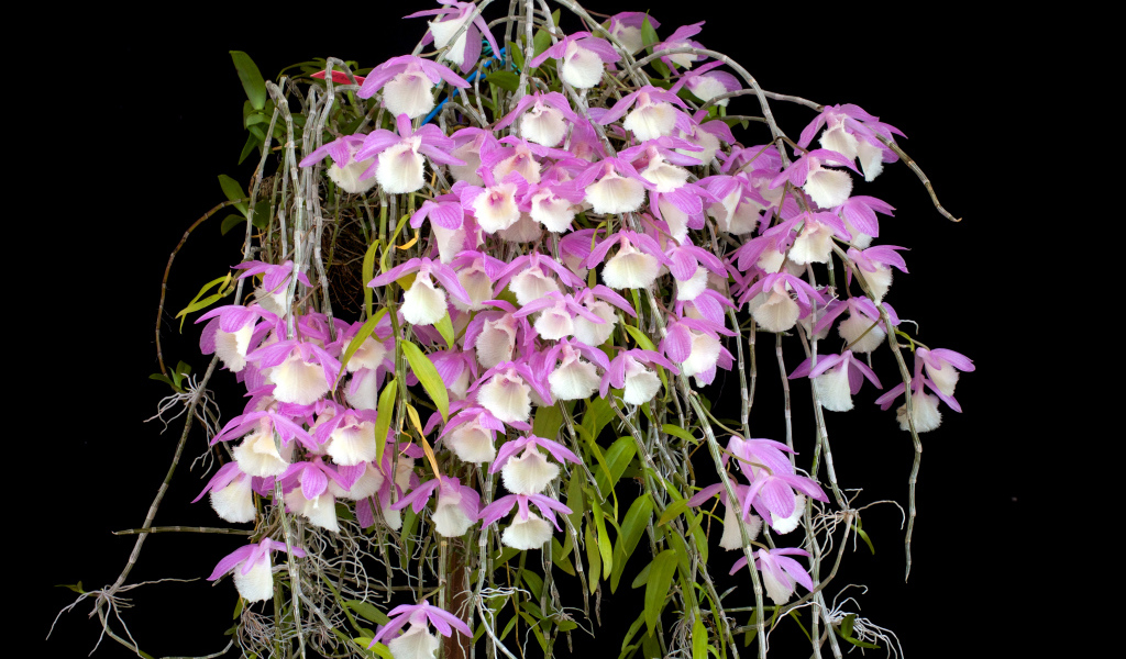 Экзотические розово-белые орхидеи на черном фоне